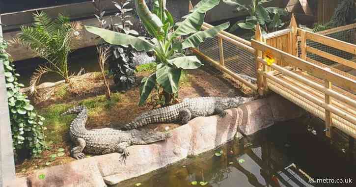 Boy, 3, was ‘attacked by at least one crocodile after being thrown in pit’
