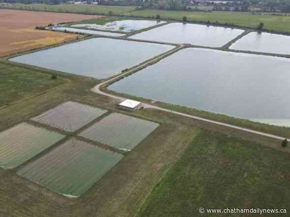 Oil spill identified in Blenheim wastewater plant lagoon system