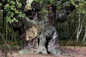 Ancient oak tree said to have sheltered Robin Hood dies after 1,200 years