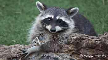Health officals urge caution as cases of raccoon rabies surge in southern Quebec