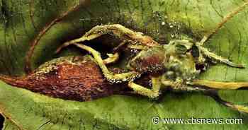 Scientists discover parasite that preys on insect-killing "zombie fungus"