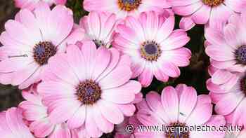 Gardeners urged by Alan Titchmarsh to plant one 'easy' flower now for a 'summer of colour'