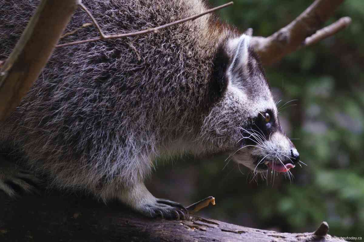 Raccoon rabies outbreak still growing, Quebec public health officials say