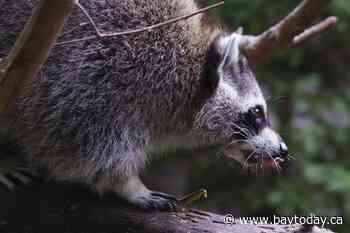 Raccoon rabies outbreak still growing, Quebec public health officials say