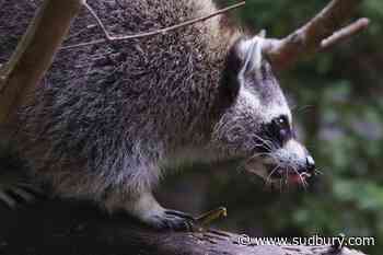 Raccoon rabies outbreak still growing, Quebec public health officials say