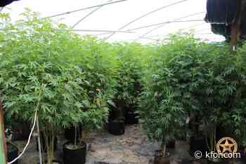Nearly 50,000 marijuana plants seized in Hughes County bust