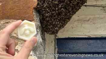 Manchester bee-themed business stunned after 3,000 bees appear on their doorstep within an hour