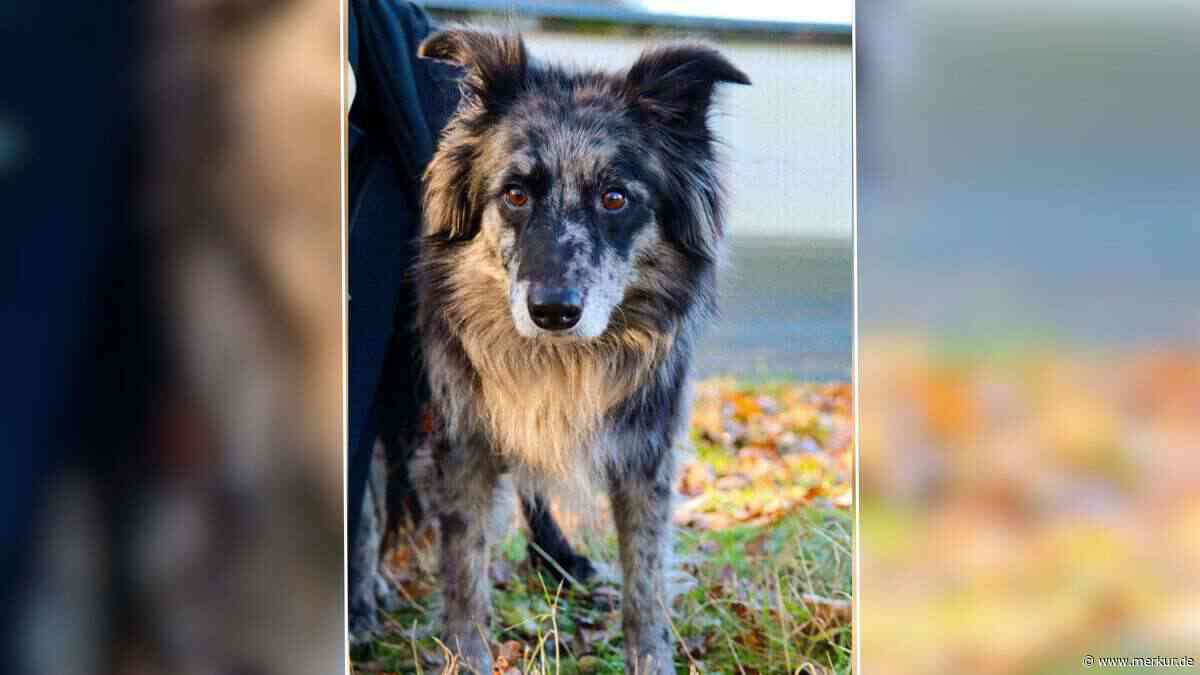 „Wird nie ein normaler Hund sein“: Tierheim sucht einfühlsames Zuhause für Mia