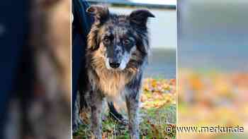 „Wird nie ein normaler Hund sein“: Tierheim sucht einfühlsames Zuhause für Mia
