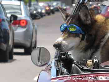 STANDALONE PHOTO: Eyes on the road, sir!