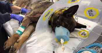 RCMP police dog injured while tracking armed robbery suspect in High River, Alta.