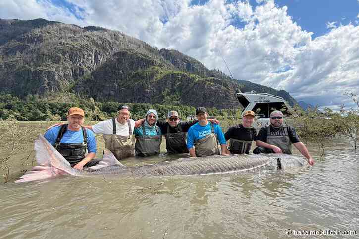 Monster sturgeon landed by Chilliwack fishing guide weighs estimated 1,200 pounds