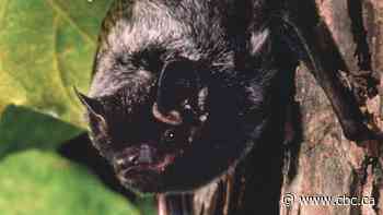Rabid bat found at Sask. daycare; school division apologizes for delay in telling parents