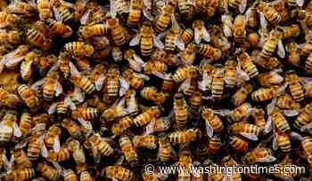 Truck full of bees overturns on Montana highway near Yellowstone