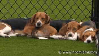 15 beagles from Ridglan Farms fly from Palm Beach to new lives in NYC