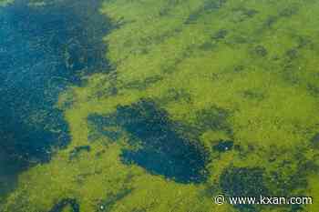 Did the Reflecting Pool remodel cause the bright green algae bloom?