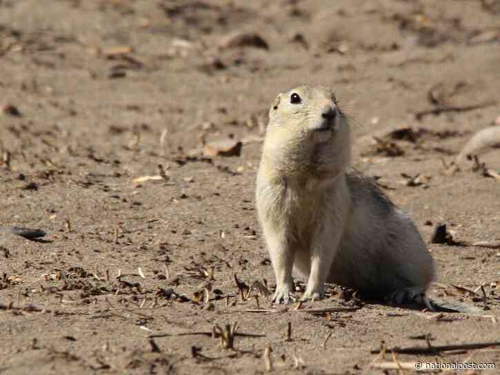 Small rodents may be to blame for the changes in Canada’s pesticide laws. Here's why