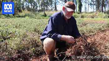 Peanut industry confidence returns after Crumptons takes over Bega sites
