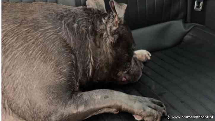 Politie brengt oververhitte hond met spoed naar dierenziekenhuis