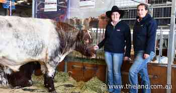 The ultimate road trip: Tassie stud clocks thousands of kilometres for Dubbo Shorthorns