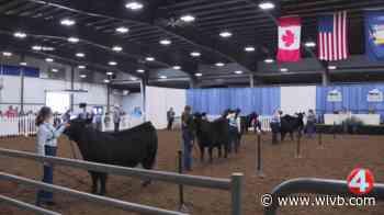 Hamburg Fairgrounds hosts Junior Angus Show