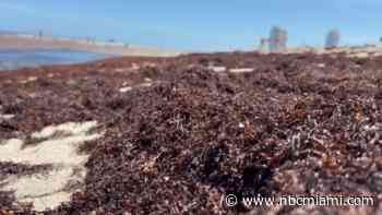Sargassum blankets South Florida beaches… What about the West coast? Here's what to know
