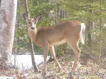 Woman fined for allowing her dogs to run loose in areas inhabited by white-tailed deer