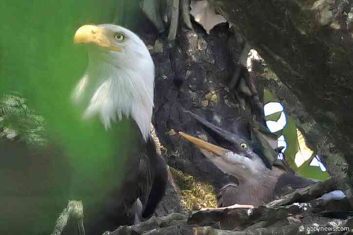 PHOTOS: Chilliwack photographer captures rare moment of herons raised by eagle