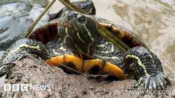 Sanctuary crammed full with 1990s 'Ninja Turtles'