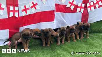 Eight police pups named after Three Lions stars