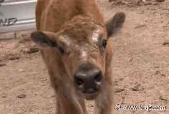 Placitas Ranch Fest returns this weekend with elk and bison