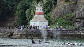 'This is our Serengeti': New study says more whales showing up in Vancouver waters