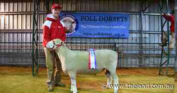 'Massive' 150kg ram secures first-ever show win at NSW Dorset Championships