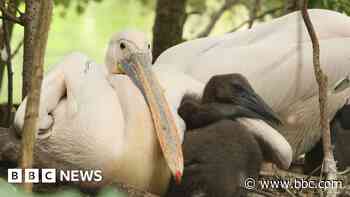 St James's Park pelicans hatch first chicks