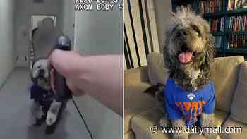 Horrifying LAPD bodycam shows cop shoot at helpless dog FOUR times as owner lets out blood-curdling screams