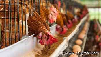 First case of deadly bird flu in Australia is confirmed