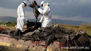 Wildlife carnage from devastating bird flu virtually inevitable