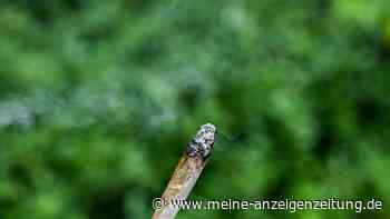 Je kommerzieller der Cannabis-Markt, desto höher das Risiko