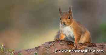 Possible squirrelpox outbreak prompts appeal to locals in Scottish town