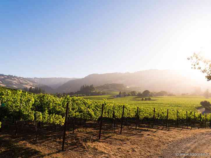 Viaggio nella California del vino: Mendocino, la patria del biologico