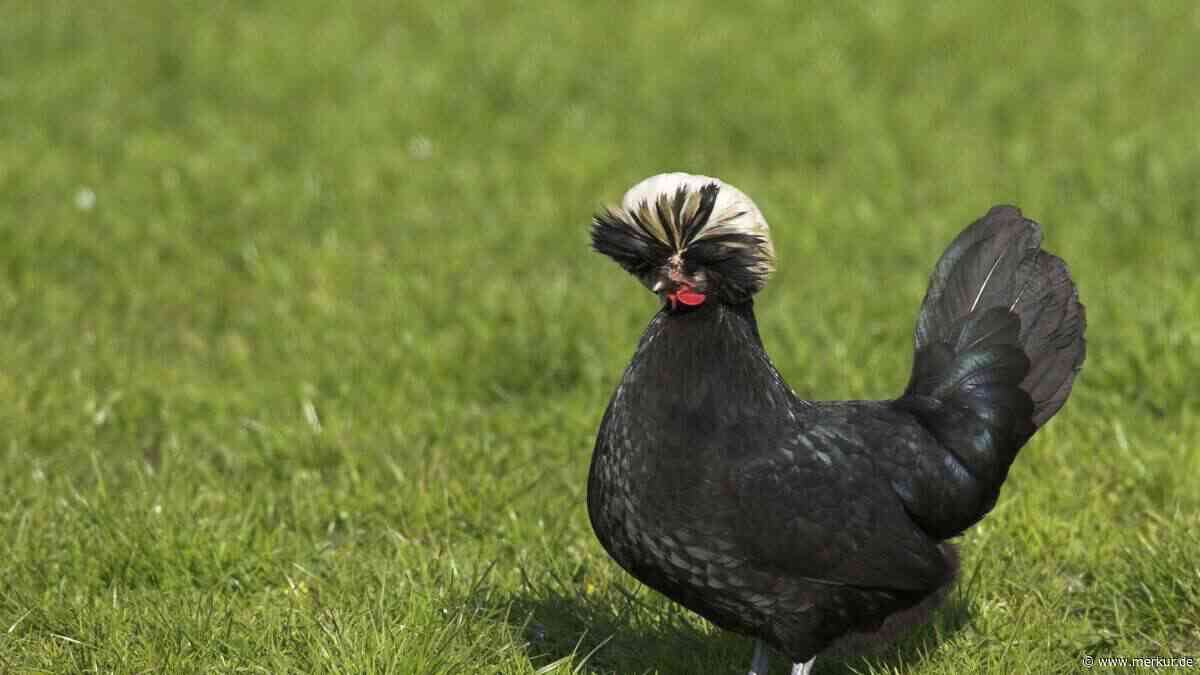 Holländer Haubenhuhn im Porträt: Schönheit, die gepflegt werden will