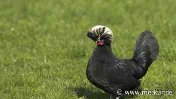 Holländer Haubenhuhn im Porträt: Schönheit, die gepflegt werden will