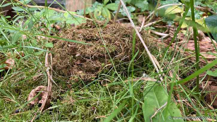 Het nest dat Hanneke op de grond zag liggen, is volgens Frans heel gaaf
