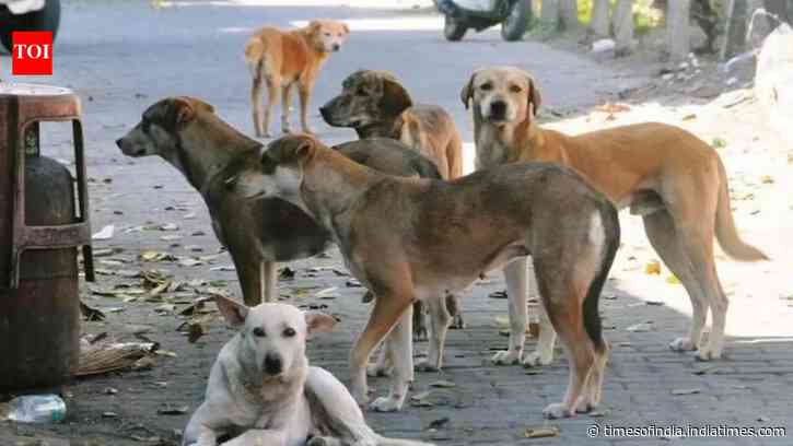 Kolkata animal activist files FIR against online defamation, stalking over feeding dogs