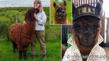 He spits on people. And chases teachers. He could even be the devil in disguise. Yes, Elvis the alpaca isn't the King of Rock 'n' Roll... he's the King of Strop 'n' Drool!