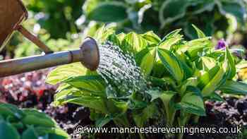 Gardeners urged to add one ingredient to water to stop plants wilting during heatwave