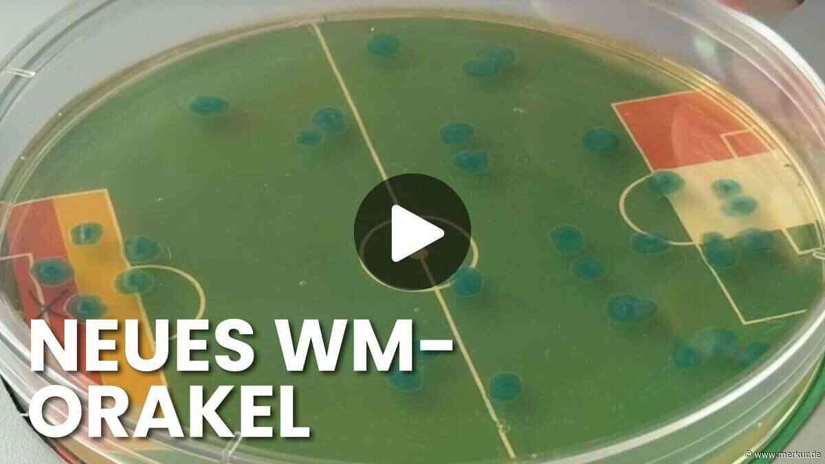 WM-Video: Kein Tier mehr – jetzt sagt der Darm die Ergebnisse voraus