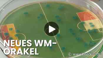 WM-Video: Kein Tier mehr – jetzt sagt der Darm die Ergebnisse voraus