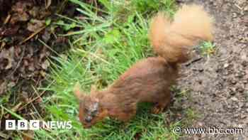 Squirrelpox warning after sick red squirrels spotted