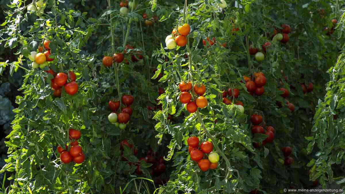 Der Juni entscheidet alles: Diese 8 simplen To-dos der Tomatenpflege muss jeder Gärtner kennen